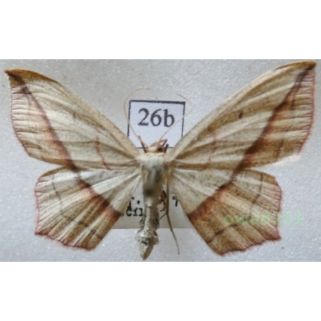 Timandra comae Schmidt, 1931 Czech26b
